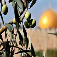 کاشت ۱۰۰ هزار درخت زیتون به یاد شهدای فلسطینی