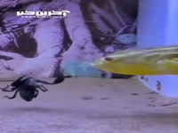 شکار عقرب توسط ماهی!