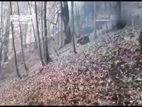 آخرین وضعیت اطفای حریق در جنگل های غرب مازندران 