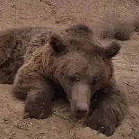تلف شدن یک قلاده خرس بر اثر تصادف در محور شاهرود- آزادشهر