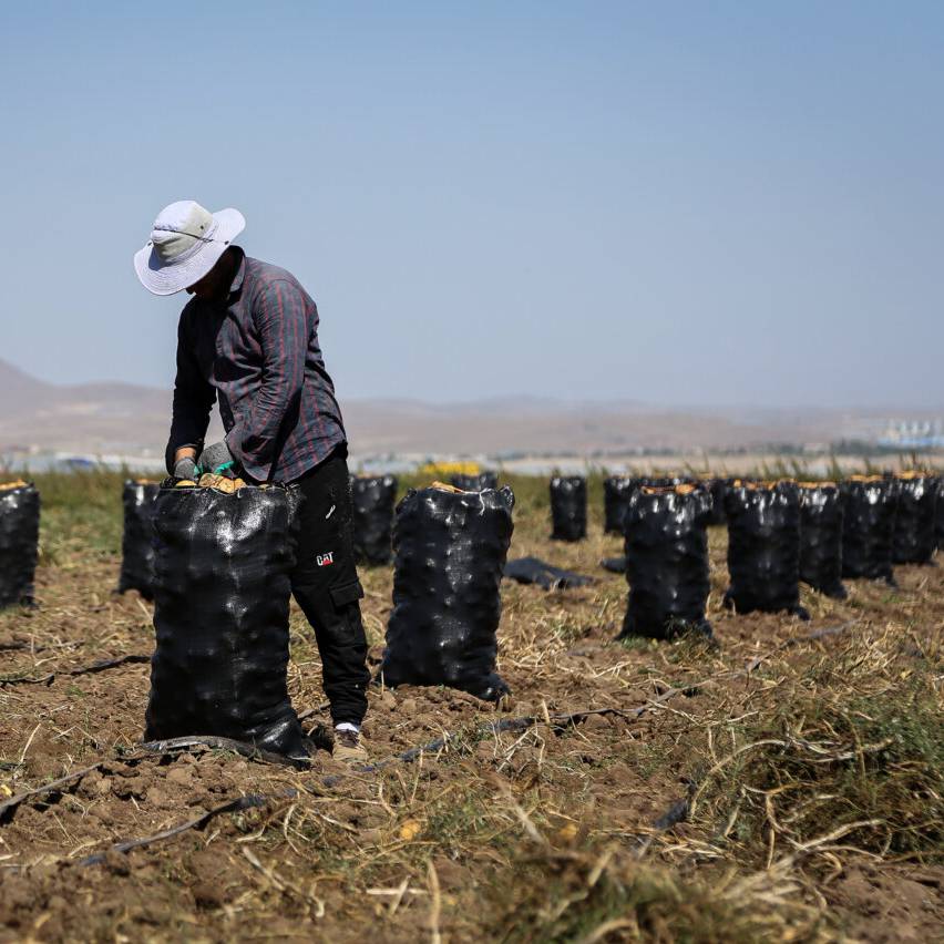 سیبزمینیکاران اردبیل خواستار معافیت از پیمانسپاری ارزی هستند