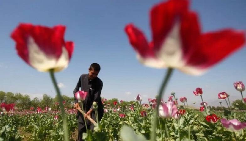 افزایش ۳ برابری درآمد کشاورزان افغان بابت کشت تریاک