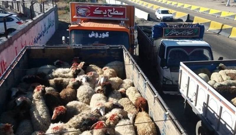 شبکه قاچاق دام زنده در هرمزگان متلاشی شد