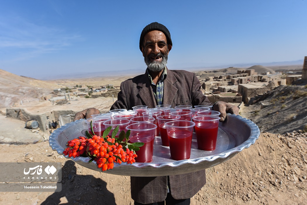 عکس/ برداشت «زرشک» در خراسان جنوبی