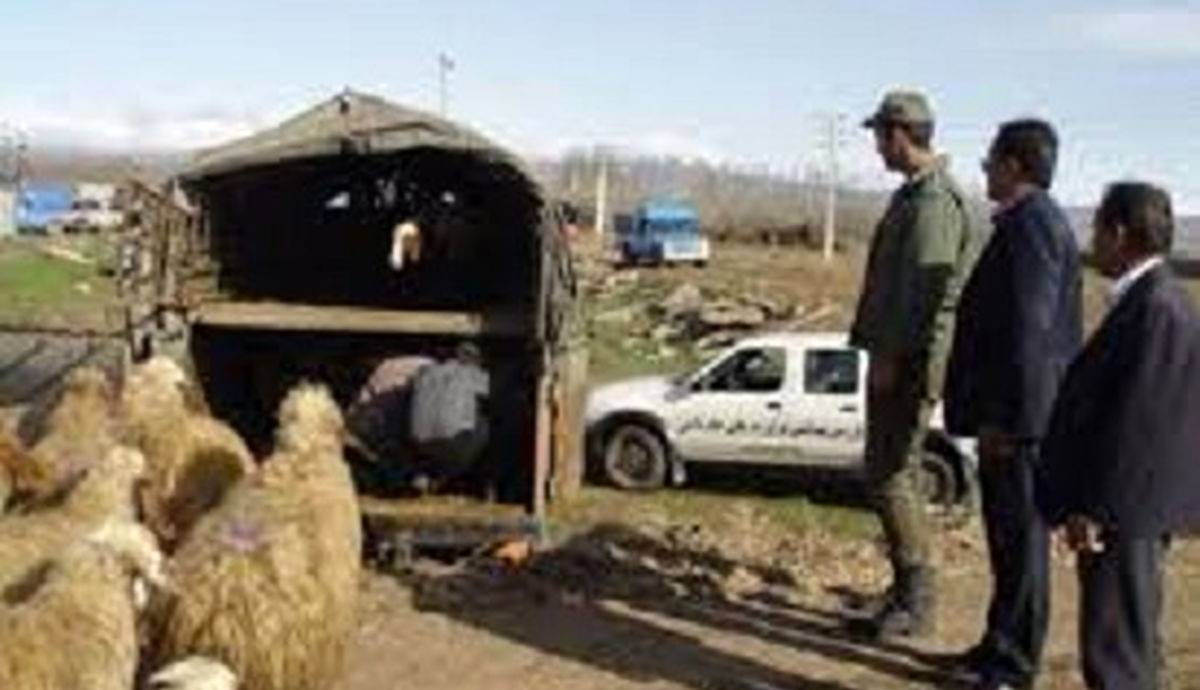 اعتراف سارقان به سرقت ۱۵۲ راس دام