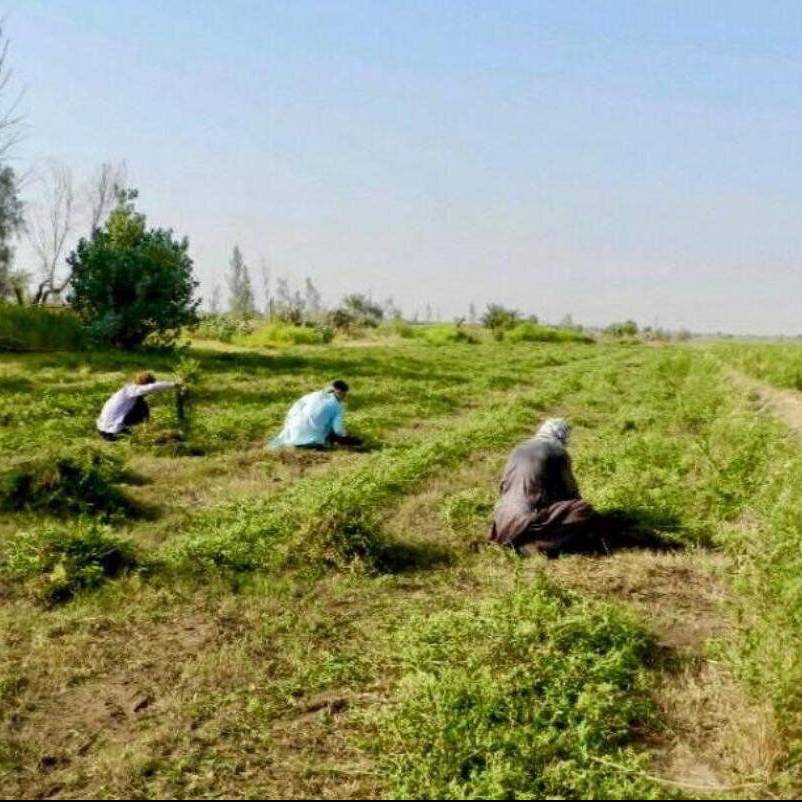 برداشت چین سوم حنا در سیستان و بلوچستان آغاز شد