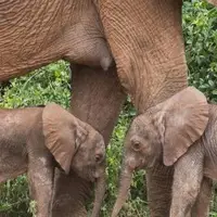 تولد دوقلوهای یک فیل نادر آفریقایی