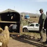 اعتراف سارقان به سرقت ۱۵۲ راس دام