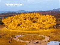 درخت هشتصد ساله ژینکو در کره جنوبی یکی از اصلی جاذبه های پاییزی این کشور