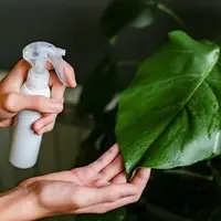 بررسی علل قهوه ای شدن برگ گیاهان آپارتمانی
