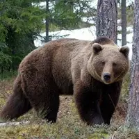 مشاهده ۲ خرس قهوه‌ای در خیابان‌های فیروزکوه