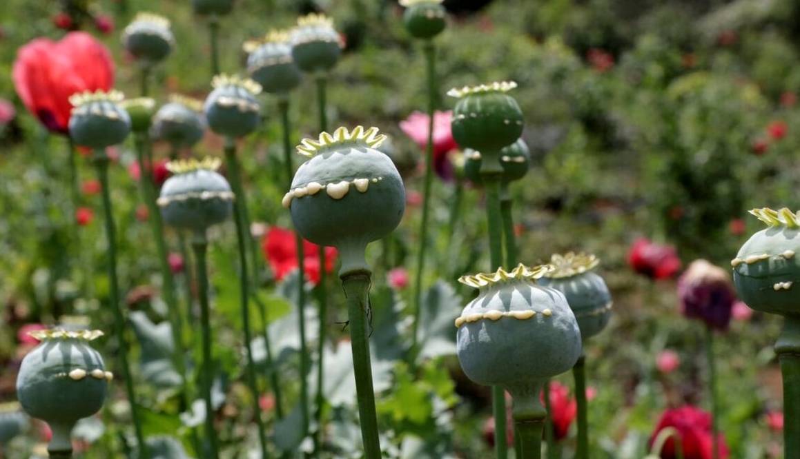 افزایش نجومی درآمد کشت تریاک در افغانستان