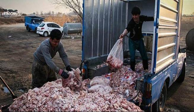 کشف ۸ تن فرآورده دامی غیرمجاز در «چوار»