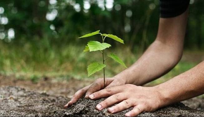 آخرین جزئیات طرح کاشت یک میلیارد درخت