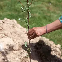 سهم ۳۶ میلیونی استان کرمانشاه از کاشت یک میلیارد اصله درخت در کشور