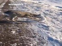ویدئوی عجیب گوزنی که یخ زده در حالی که زنده است!