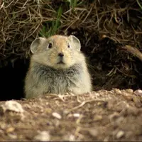 هشدار افزایش جمعیت موش‌ها در مزارع اردبیل