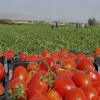 وعده‌ای در خصوص قیمت گوجه‌فرنگی