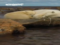ویدیوی زیبا از خرس‌های قطبی در خواب زمستانی