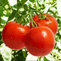 بازار میوه‌و‌تره‌بار چشم انتظار گوجه‌فرنگی بوشهری