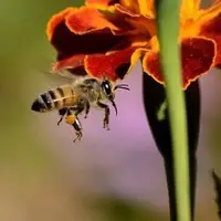 خوردن همزمان عسل و زنبورهای زنده توسط یک پسر ! 