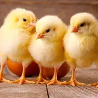 بزرگ کردنِ چند جوجه آسیب دیده توسط یک مرد