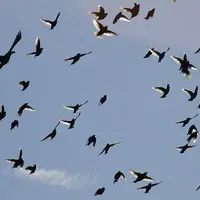 پیش بینی جالب پرندگان از زلزله قبل از وقوع