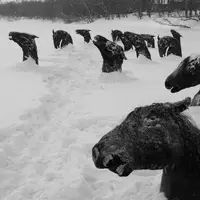 گرفتار شدن اسب‌ها در میان دریاچه‌ای از یخ در روسیه!