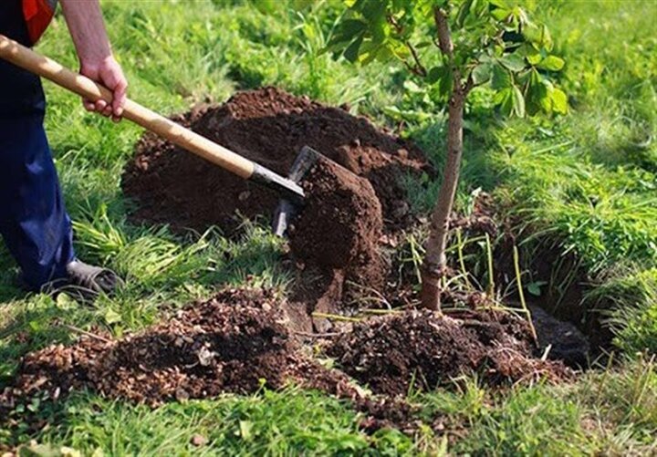 طرح مردمی کاشت درخت در خراسان رضوی اجرا میشود