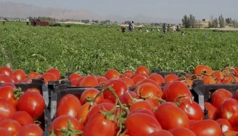 وعده‌ای در خصوص قیمت گوجه‌فرنگی