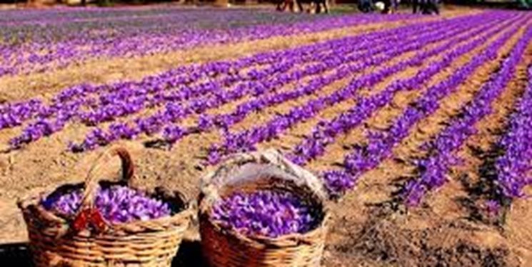 استهبان، قطب تولید طلای سرخ در فارس