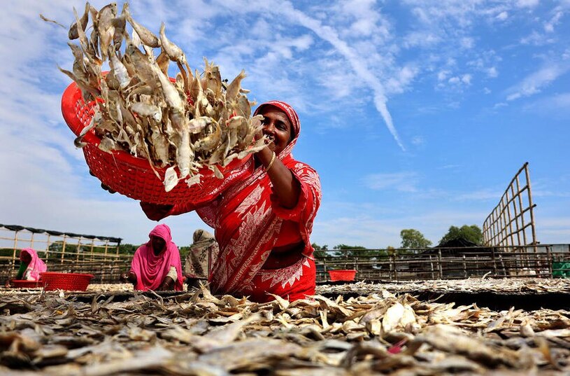 کارگاه خشک کردن ماهی در بنگلادش