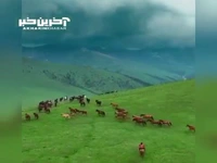 چند صحنه زیبا از اسب‌های وحشی در قزاقستان