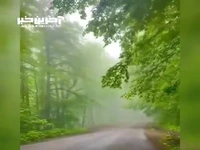  رؤیایی‌ترین جاده جنگلی ایران