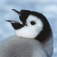 شکار جوجه پنگوئن توسط مرغ دریایی