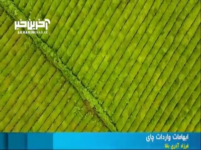 ماجرای تخلف یک میلیارد و 400 میلیون دلاری یک شرکت واردکننده چای