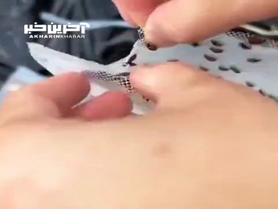بسته‌های‌ حاوی‌ کفشدوزک‌‌ برای‌ از بین‌ بردن‌ آفت گوجه‌فرنگی‌!