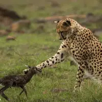 کمک یوزپلنگ به بچه آهو برای فرار از دست کفتار!