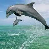 پرش و رقص دلفین ها در جزیره هنگام