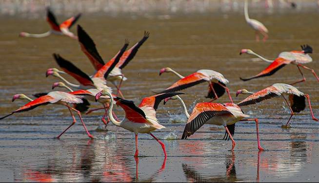تالاب‌های خوزستان میزبان پرندگان مهاجر شدند