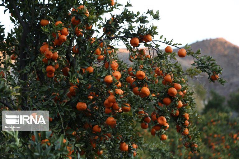 برداشت مرکبات از ۱۱ هزار هکتار از باغهای گیلان آغاز شد