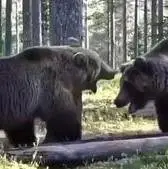 درگیری هولناک بین دو خرس سیاهِ خشمگین