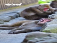 خواب راحت یک میمون