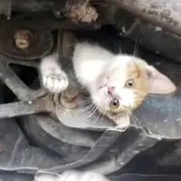 نجات یک بچه گربه از زیر خودرو توسط تعمیرکار