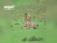 بازی دو شیر با شکارشان