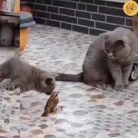 فرار یک گنجشک با ترفندی باورنکردنی از دست گروهی از گربه‌ها
