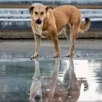 روایتی از مواجهه با سگ‌های خیابانی 