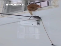 شکار موش توسط گربه