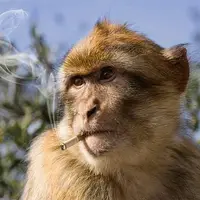سیگار دادن به میمونِ گرفتار در قفس