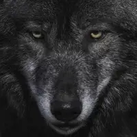 نمایی ترسناک از یک گرگ سیاه
